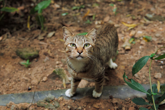 A brown tabby cat with white paws and an ear notch stands outdoors on dirt ground and looks directly at the camera.