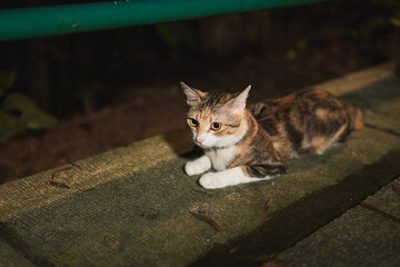 A calico cat with tabby markings rests on a textured concrete ledge outdoors at night. © Nori