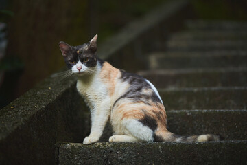 A calico cat sits on weathered outdoor steps and looks directly at the camera. © Nori