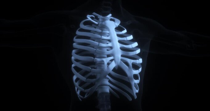 Human rib cage and thoracic spine vertebrae 3d medical animation