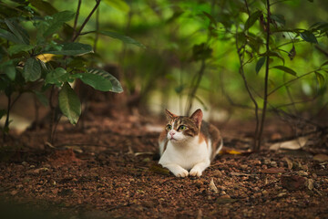 A calico cat rests on the dirt and pebble ground surrounded by green foliage in a wooded setting. © Nori