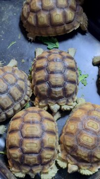 Numerous small tortoises with yellow-brown patterned shells are clustered together in a black container scattered with green leaves.