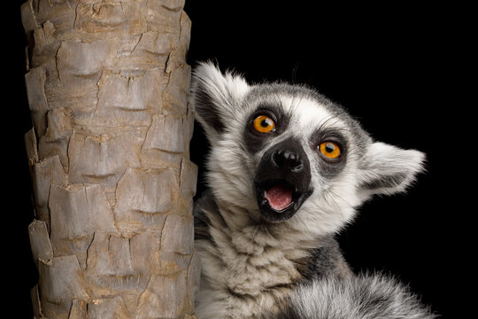 Surprised ring-tailed lemur peeking from behind palm tree trunk with open mouth and wide orange eyes, shocked amazed expression, funny wow face, exotic Madagascar wildlife, on black background