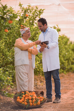 Professional agricultural extension worker in white shirt uses digital tablet to advise and educate senior Middle Eastern citrus farmer in traditional