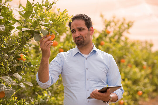 Professional male agricultural inspector with concerned expression critically evaluating fresh harvested orange fruit quality while holding digital