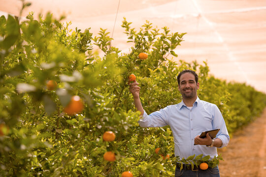 Confident Middle Eastern agricultural technology specialist holding tablet device while inspecting fresh orange fruit quality in sunlit citrus orchard