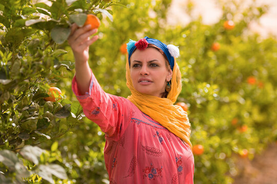 Authentic Middle Eastern woman citrus picker in colorful traditional embroidered dress and decorative headscarf reaching up to select fresh oranges