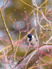 Japanese Tit Perching Among Delicate Bare Branches in Soft Natural Light © BUTAKO