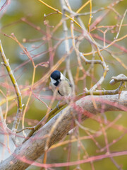 Japanese Tit Perched on a Tree Branch Among Colorful Bare Twigs © BUTAKO