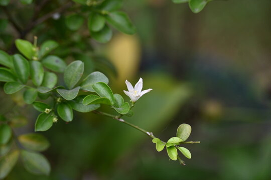 Murraya paniculata flower. Its other names orange jasmine,&nbsp;orange jessamine and china box flower. Its&nbsp;is a species of shrub or small tree in the family&nbsp;Rutaceae. Kamini  flower. 
