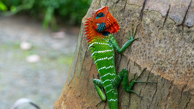 selective focus garden lizard head