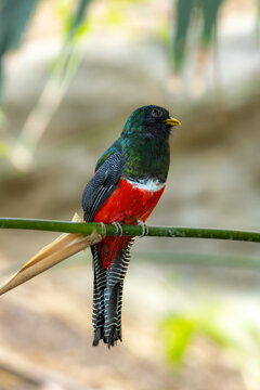 Male collared Trogon, Trogon collaris, perched on a branch with soft background. Endemic to Mexico, Central America, and northern South America.