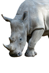 Southern white rhinoceros (ceratotherium simum simum) isolated on white background © DS light photography