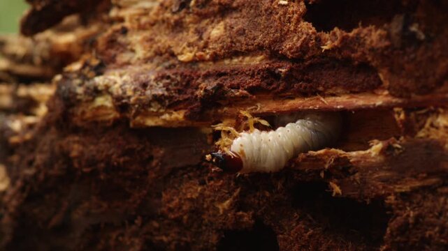 Cinematic wide establishing shot of a rhinoceros beetle larva as it peeks out and emerges from a hole in a decaying wooden log, showcasing the insect in its broader natural forest environment.