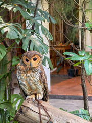 A beautiful brown owl perched on a wooden log surrounded by lush tropical plants, displaying its striking round eyes, detailed patterned feathers, and sharp talons in a peaceful garden setting. © kahfiara
