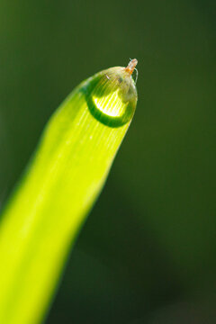 Glistening droplet hangs on slender green blade