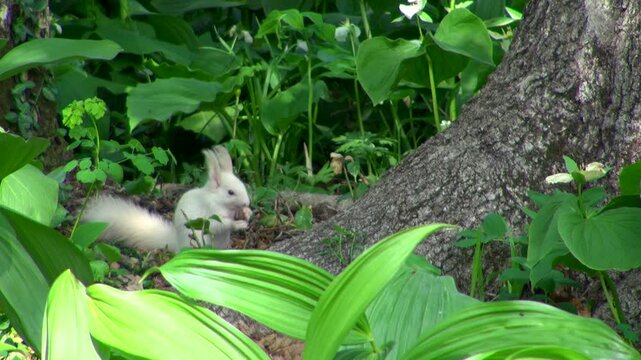 白色のエゾリス