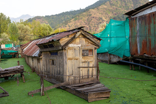 Old wooden houseboat with rusty tin roof stranded among green duckweed, Jammu and Kashmir, Srinagar, India
