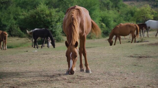 Wild Horse Grazing with Visible Muscle Movements