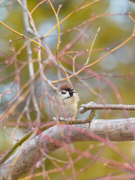 Cute Eurasian Tree Sparrow Singing with Fluffed-Up Feathers on a Winter Branch