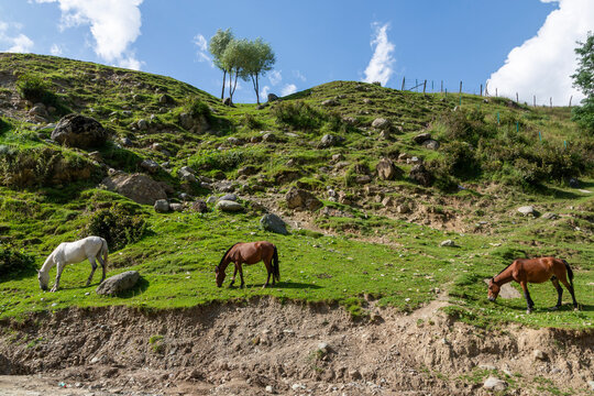 Three horses grazing on a green hillside under blue sky, Jammu and Kashmir, Aru Valley, India