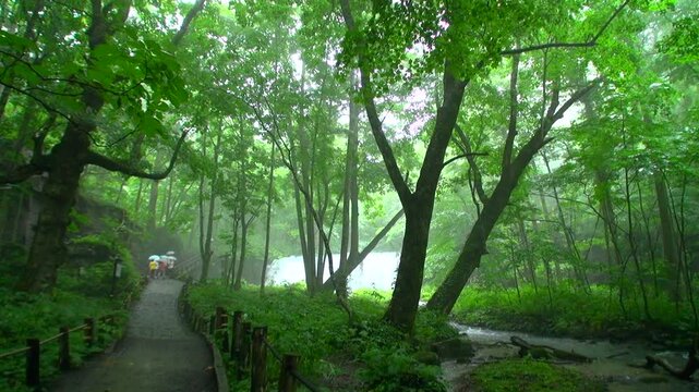奥入瀬渓流