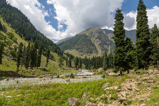 Green mountain valley with tall conifers and a rocky riverbed, Jammu and Kashmir, Aru Valley, India