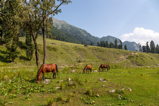 Horses grazing in a green alpine meadow below forested mountains, Jammu and Kashmir, Aru Valley, India