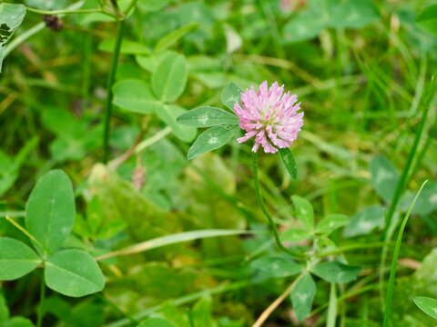 Pink red clover flower blooming in green meadow grass