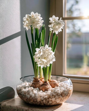 Paperwhite narcissus flowering in a glass bowl of pebbles
