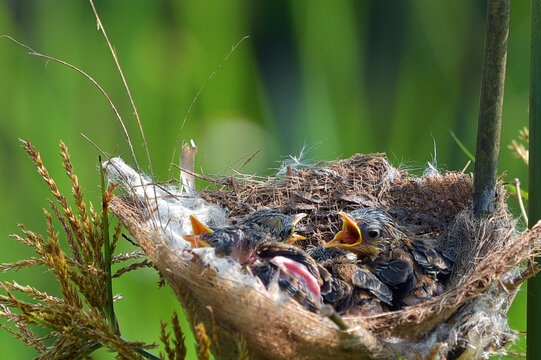 Golden headed cisticola perching on grass nest with hungry chicks