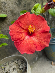 Red Hibiscus Flower Blooming Among Green Leaves. © PNG WORLD