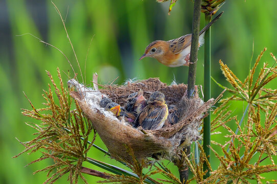 Golden headed cisticola perching on grass nest with hungry chicks