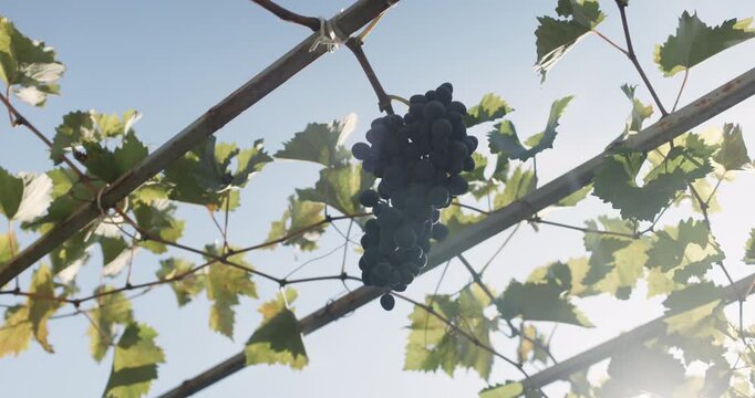 Black grape clusters hanging from a vineyard vine with green leaves and sunlight