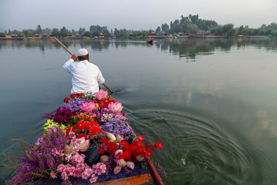 Flower seller seen from behind rowing his flower boat on Dal Lake, Jammu and Kashmir, Srinagar, India