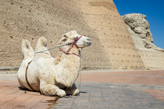A Bactrian camel rests beside the Ark of Bukhara, a 16th-century fortress in Bukhara, Uzbekistan