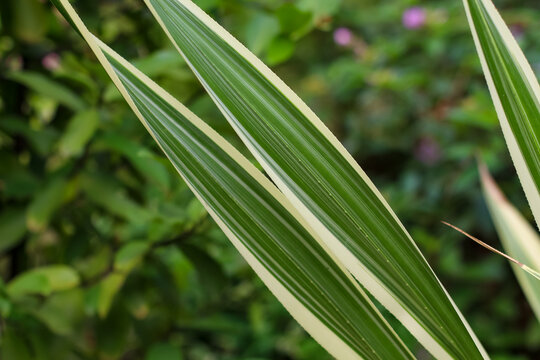Variegated sword-shaped leaves frame a softly blurred garden with hints of purple flowers