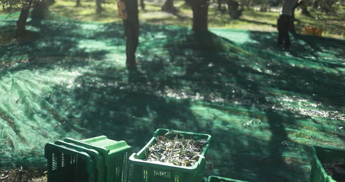 Farmer collecting olives from trees outdoor for virgin extra oil production during fall season - Organic, healthy products and farm lifestyle concept - UGC content 