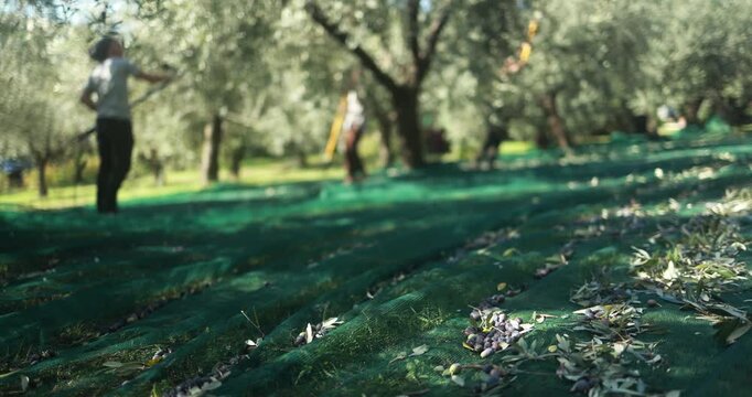 Farmer collecting olives from trees outdoor for virgin extra oil production during fall season - Organic, healthy products and farm lifestyle concept - UGC content 