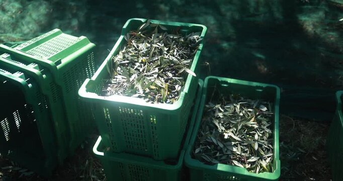Olives harvest for virgin extra oil production - Organic, healthy products and farm lifestyle concept - UGC content - Focus on center box