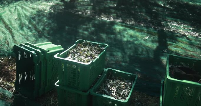 Olives harvest for virgin extra oil production - Organic, healthy products and farm lifestyle concept - UGC content - Focus on center box