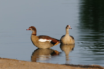 pair of Egyptian geese in a lake © Shalmi