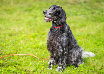 English Cocker Spaniel sitting on a grassy lawn, wearing a red collar and looking attentively to the side. The dog has a distinctive black and grey roan coat, long wavy ears. Half profile portrait. © Kaja