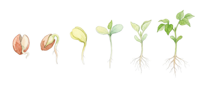 Seed germination plant growth stages watercolor illustration showing plant life cycle evolution from seed to seedling with roots isolated on black background for botany science agriculture education.