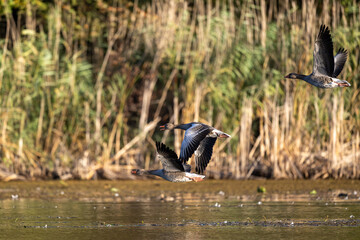 Im Herbst sammeln sich unzählige Gänse um in den Süden zu fliegen, schöne herbstlich Kulisse in den Morgenstunden © StG Stockfoto