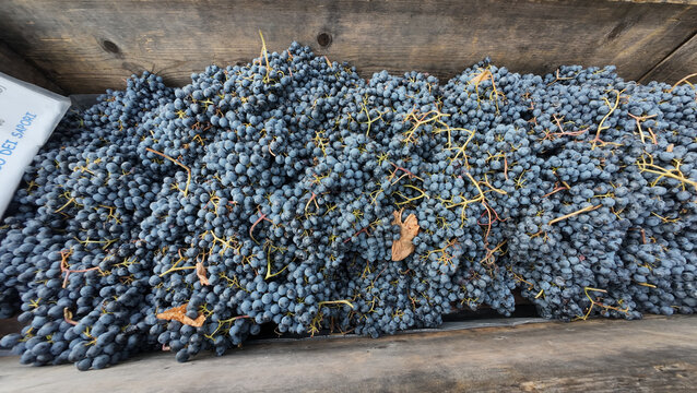 wine grapes ready to be crushed