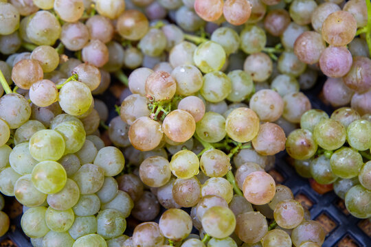 wine grapes ready to be crushed
