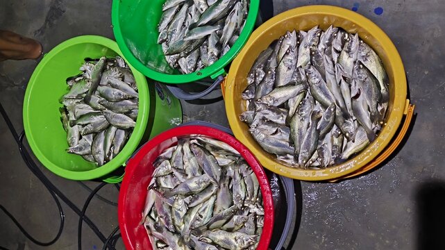 Dead white seabass fry in plastic container, aquaculture mortality issue, fish farming disease and economic loss.