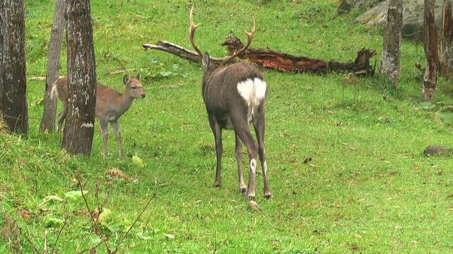 エゾシカ　男鹿と子鹿