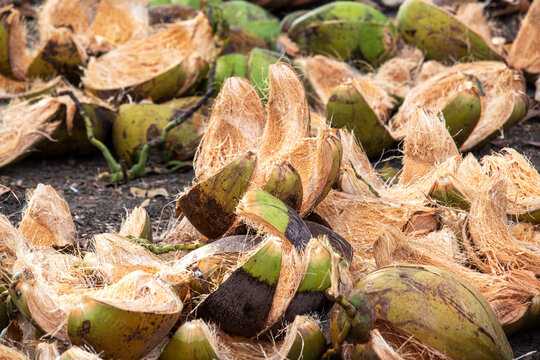 Wet coconut husk fibers, showing detailed fibrous patterns and hairy coir texture. Coconut husk is an agricultural waste commonly used for eco friendly products, gardening, farming, compost